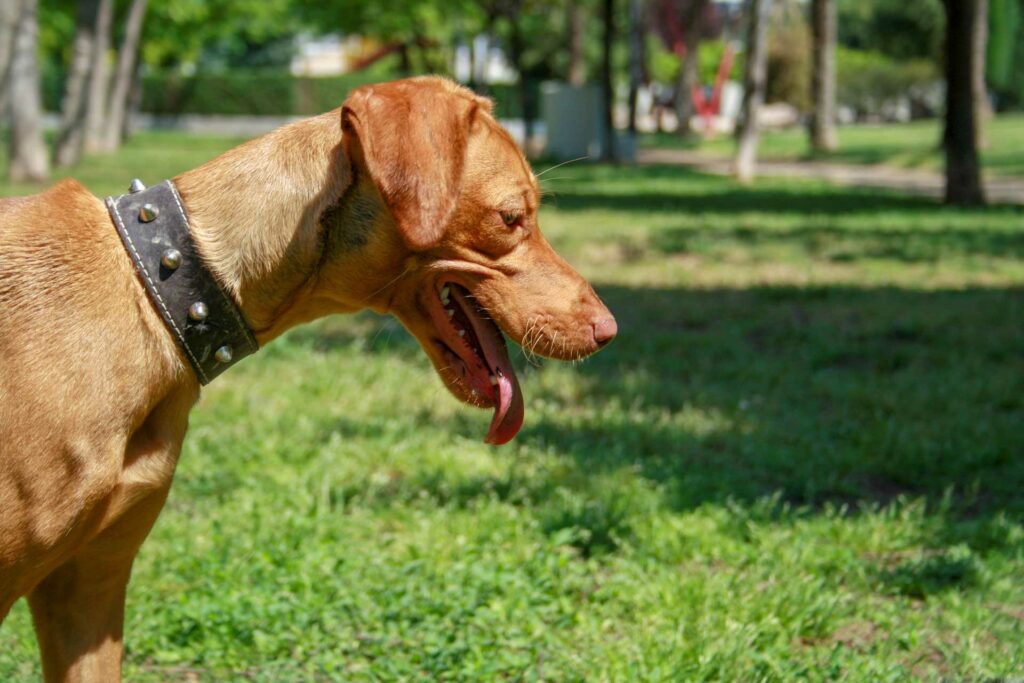 Livin'España - Moving to Spain with pets